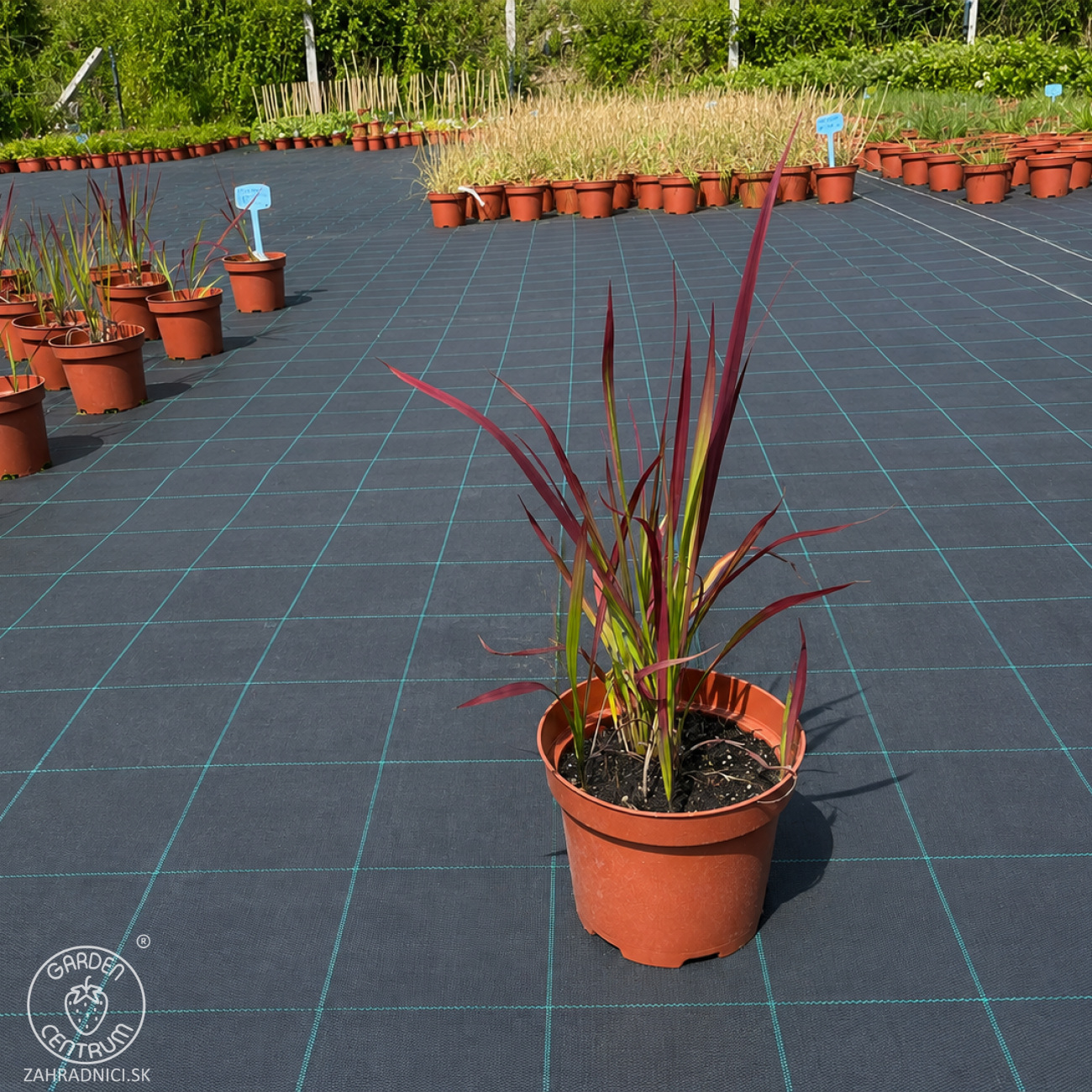 Obrázok Imperáta valcovitá (Imperata cylindrica) ´RED BARON´- kont. C2L